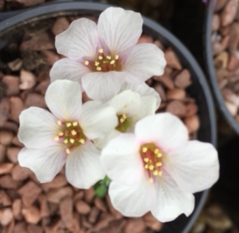 Saxifraga marginata var rocheliana 